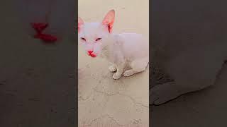 #cat #catsounds #catlover #cute #cutecat #meowed #meow #meoweez #catvideos #catsound