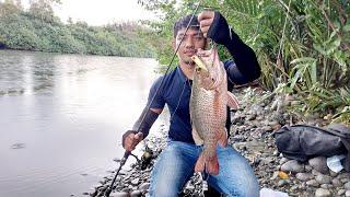 Spot Mangrove Jack Kakap Merah Bakau Tersembunyi di Aceh