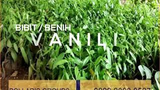 0822.2083.0527 Tsel Jual Bibit Vanili UnggulJual Bibit Vanili Yogyakarta