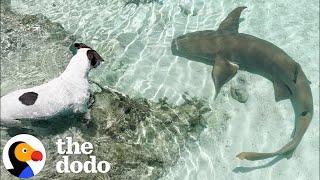 Dog Swims With Her Shark BFF Every Day  The Dodo