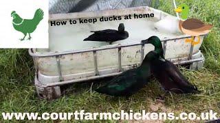 Basic duck setup - keeping ducks at home - Raising ducks for beginners