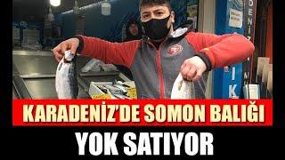 Karadenizde somon balığı yok satıyor