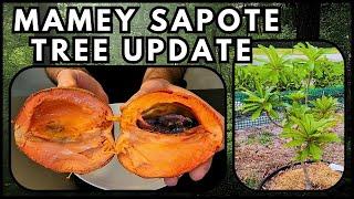 Mamey Sapote - Backyard Tree Update