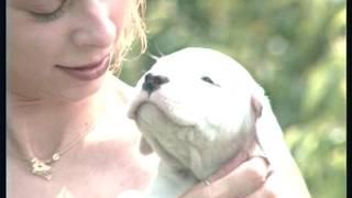 The Argentine Mastiff - Pet Dog Documentary English