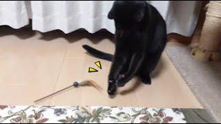 【かわいい猫 黒猫 】これなら大丈夫黒猫しまちゃん