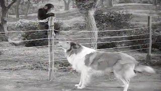 Lassie  The Watch Dog  Full Episodes