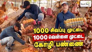 EGG Poultry Farming  in Sri Lanka Vlog  Best Farm House in Sri Lanka  BK in Reecha