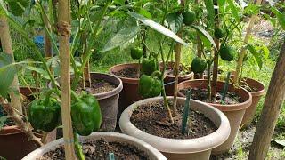 Growing bell peppers from store bought  growing bell peppers from seed at home