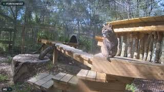 The sweetest munchkin. Summer bobcat at Big Cat Rescue.