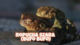 Ropucha szara bufo bufo - wiosenne wędrówki