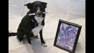 K9 Artist Brody the Border Collie Paints for RaffleRescue.org