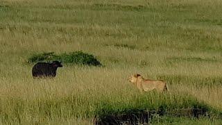 Young male lion gets help from lioness to hunt a buffalo