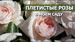 22 ПЛЕТИСТЫХ РОЗЫ В МОЕМ САДУ  ПЛЕТИСТЫЕ РОЗЫ СОРТА ХАРАКТЕРИСТИКИ ОПИСАНИЕ