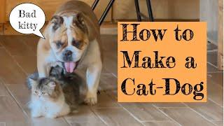 how to make a catdog