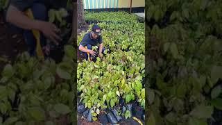 Tanam Seribu Pohon Hijaukan Kabupaten Sukabumi