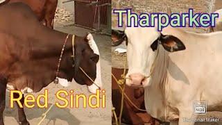 Red Sindi and Tharparker Cattle in Pakistan