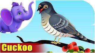 Cuckoo  Song on birds  4K  Appu Series