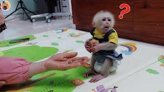 KuKu Parky the monkey is fed delicious sapodillas by his grandmother