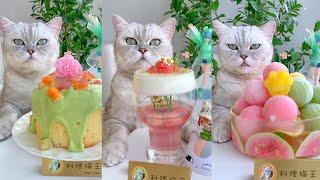 Weekly Collection 2  Cat Cook Desserts with Peaches Avocado Guava and Eggs  Funny Cat Videos