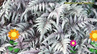 Кочедыжник ниппонский Металликум Пиктум. Краткий обзор athyrium niponicum Metallicum Pictum