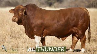 Beefmaster bull Thunder