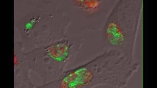 The Chlamydia trachomatis Protein CpoS Counteracts Cellular Surveillance and Suicide Programs