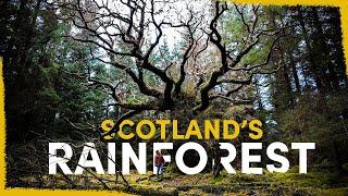 How Were Bringing Back Scotlands Lost Rainforest