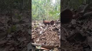 mikat ayam hutan langka