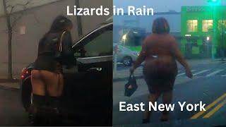 Lizards in Rain - East New York