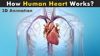 Human Heart Anatomy And Physiology  How Human Heart works? 3D Animation