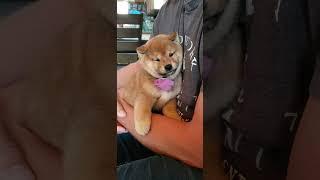 Queenie - cutest shiba inu pup