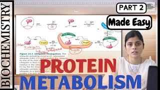 Biochemistry  Protein Metabolism  Degradation  Made Easy by Dr. Apeksha Niraula  BPKIHS  Part 2