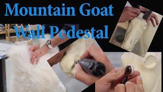 Mountain Goat Taxidermy Tutorial.... Art of Taxidermy