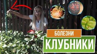 Самые опасные Болезни Клубники и ЧЕМ ИХ ЛЕЧИТЬ 