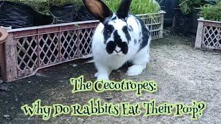 Why Rabbit Eat Their Poop  All About Rabbits