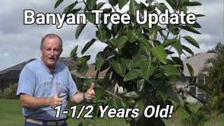 Banyan Tree Update - 1.5 yrs old