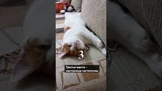 Когтеточки для котов Топ 5 лучших вариантов #shorts #кошка #коты #top5