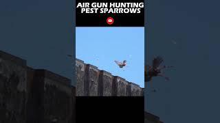 IS AIR GUN HUNTING SLUGS THE BEST FOR PEST HUNTING? I #airgun #hunting