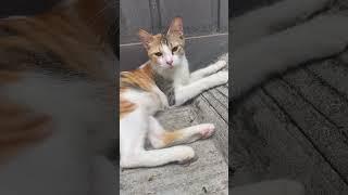 Salah satu tempat nongkrong chika di depan rumah sambil nunggu jantan2 buaya🫣 #shorts #kucing