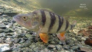 Northern pike Esox lucius & European Perch Perca fluviatilis-Animalia Kingdom Show