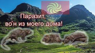 Паразит во՛н из моего дома Talyshistan Tv 07.10.2019 News