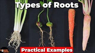 Types of Roots