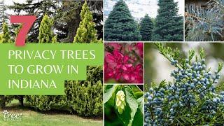 7 Privacy Trees to Grow in Indiana