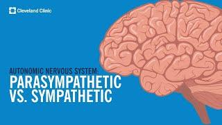 The Autonomic Nervous System Sympathetic vs. Parasympathetic Explained