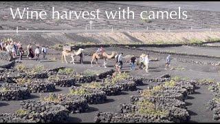 Traditional Wine Harvest - La Geria August 2023