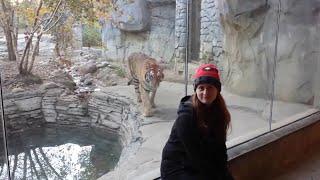 Siberian Tiger Plays With Tourists