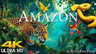 Wildlife of Amazon 4k UHD Wild Animals of Rainforest + Relaxation Piano & Beautiful Nature Scenes