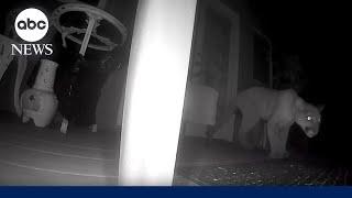 Central California town on alert for mountain lion