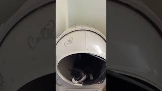 Crazy kittens litter robot defies logic