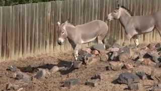 Somali Wild Donkeys Battling - 4K Sony FDR-AX100 4k